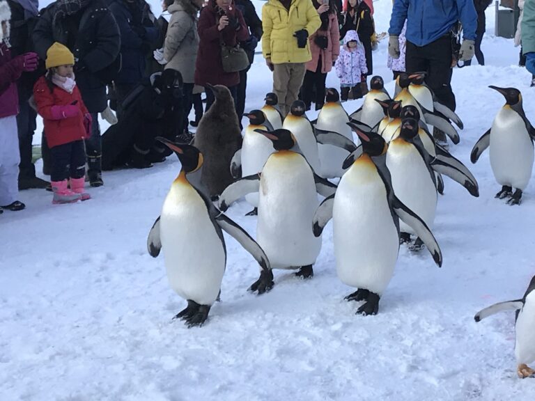 ペンギンの散歩